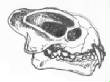 Sketchbook1/mammalskull.jpg