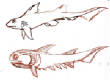 Sketchbook1/prehistoricfishes.jpg